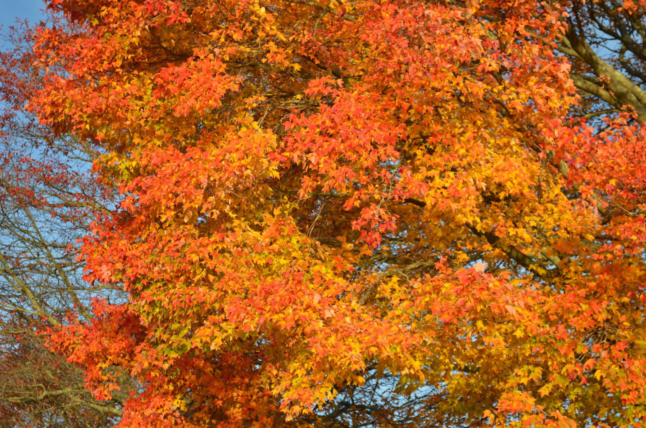 Unleash New England’s Magical Autumn: Unforgettable Fall Activities You Must Experience